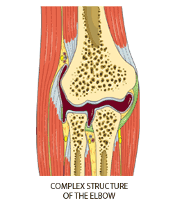 Diagram of elbow joint