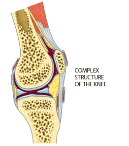 Diagram of knee joint