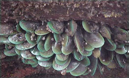 Green mussels on a rock