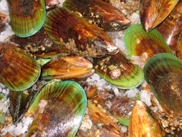 Green mussels