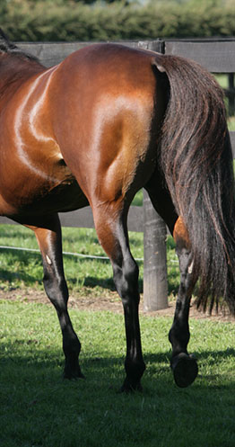 Chestnut horse in paddock