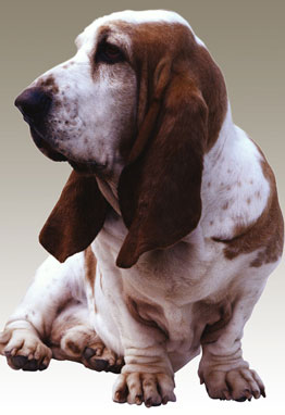 Shot of adorable Basset hound