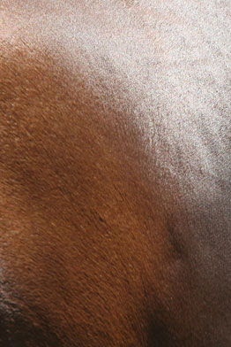 Close up of soft shiny horse coat
